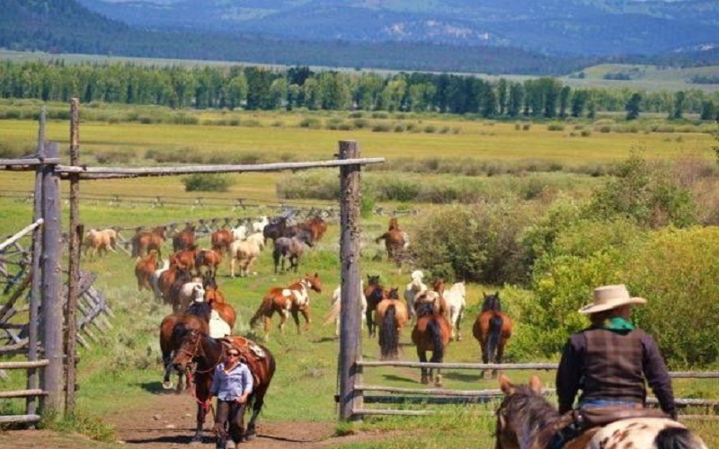  Ranch Cowboy School - Habibi World Travel & Tour America